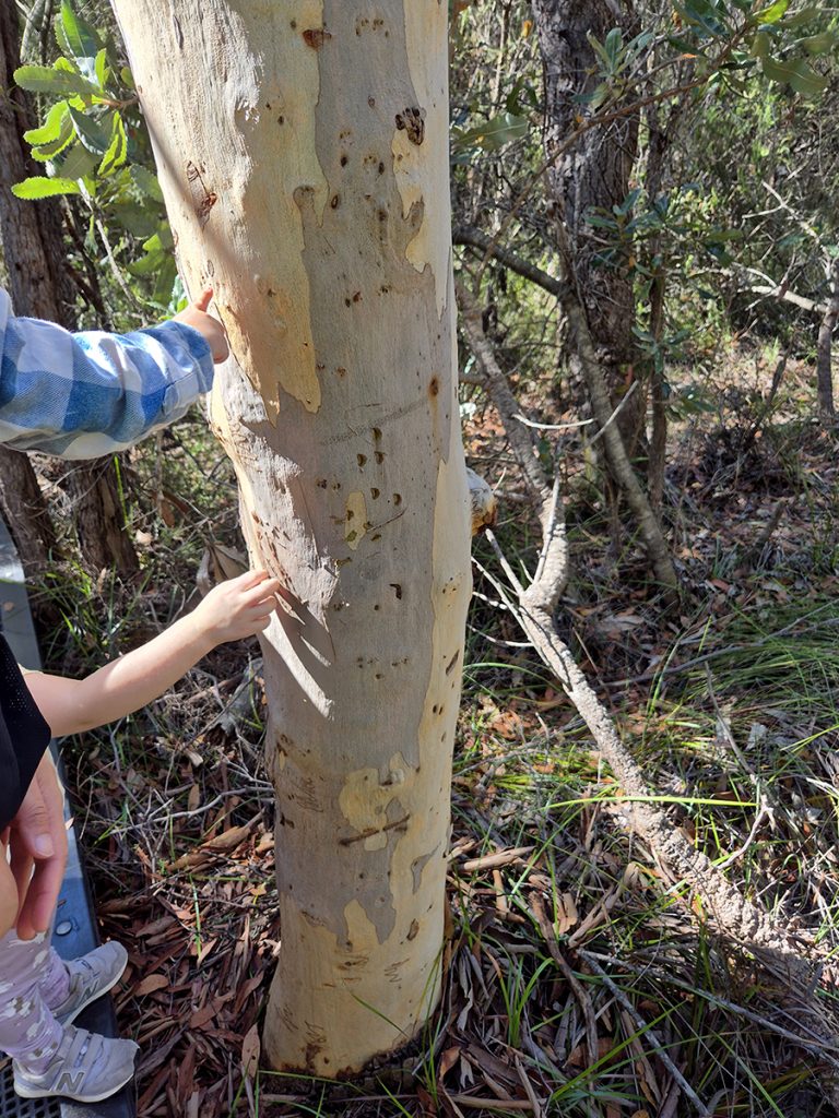 Scribbly Gum moth patterns on Scribbly Gums